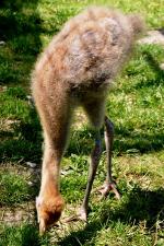 Blue Red Black - 12th June 2014 Blue Red Black - 12th June 2014